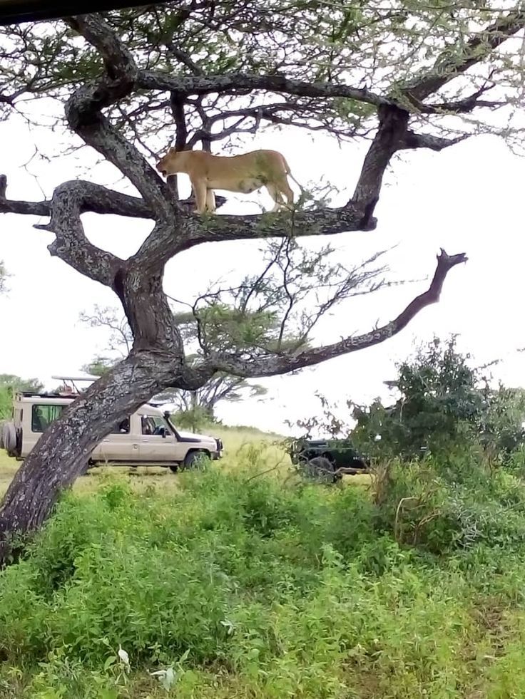 Lion climbing a tree in Tarangire